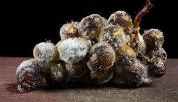 macro close-up of a decayed and moldy bunch of grapes with deflated berries and visible fungal growth on a dark wooden surface photo