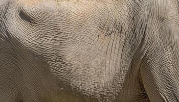 close-up of elephant skin highlighting thick wrinkled texture and natural patterns with subtle cracks photo