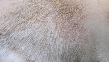 macro view of rabbit fur showcasing soft and plush texture with light cream tones and natural pattern photo
