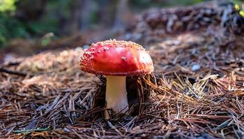 a vibrant red mushroom with white speckles growing on a bed of pine needles in a sunlit coniferous forest floor photo