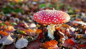 close-up of bright red fly agaric mushroom with white spots surrounded by colorful autumn leaves photo