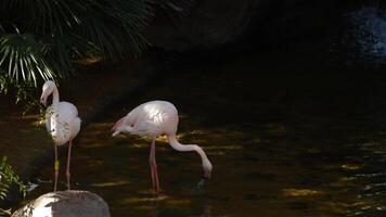 Greater flamingos in a marsh - Phoenicopterus roseus video