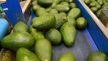 Hass avocados in a industrial line of classification video
