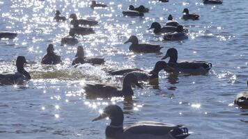 young ducks and drakes in lake with blue dark background with sun rays video