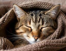 a cozy tabby cat snuggled into a woolen blanket with closed eyes and a peaceful expression in a warm setting photo