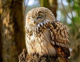 a sleeping owl perched on a tree stump in a forest setting with fluffed feathers for warmth and natural woodland background photo