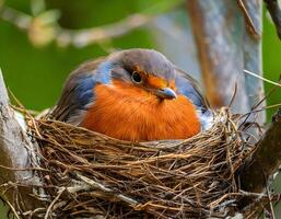 a robin resting on its intricately woven nest perched on a tree branch surrounded by natural greenery photo