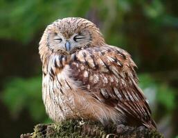 a sleeping owl perched on a moss-covered tree stump with fluffed feathers in a serene forest setting photo