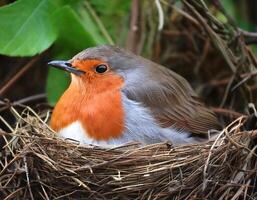 a close-up of a robin resting peacefully on its nest woven with twigs and feathers surrounded by lush green foliage photo