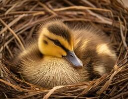 a duckling nestled in a soft reed nest with vibrant yellow and brown feathers looking peaceful and serene photo