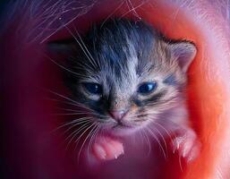 close-up of a kitten fetus at 6 weeks showcasing delicate whiskers and developing fur inside the womb photo