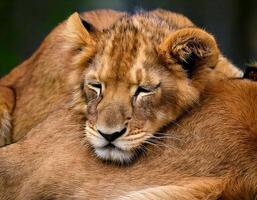 a lion cub resting peacefully atop its sibling with closed eyes and a relaxed expression in a warm natural setting photo