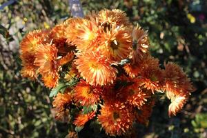 Chrysanthemum, Spoon Mums or chrysanths photo