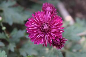 Chrysanthemum, Spoon Mums or chrysanths photo