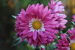 Chrysanthemum, Spoon Mums or chrysanths photo