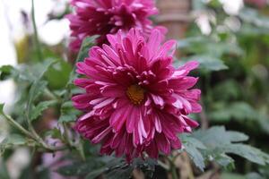 Chrysanthemum, Spoon Mums or chrysanths photo