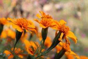 Tagetes patula or Signet marigold photo