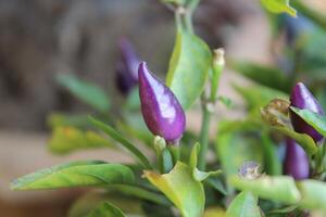 Purple Chilli or Peppers in a garden photo