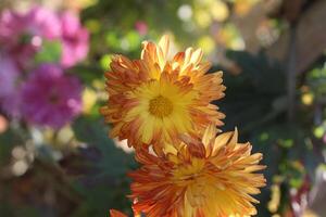 Chrysanthemum, Spoon Mums or chrysanths photo