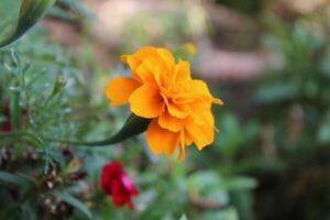 Marigold or Tagetes erecta yellow flowers photo