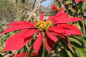Poinsettia or Euphorbia pulcherrima plant and flower photo