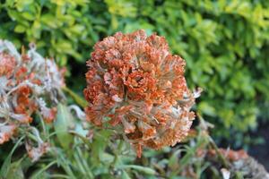 celosia cristata, Crested 's comb or Amaranth photo