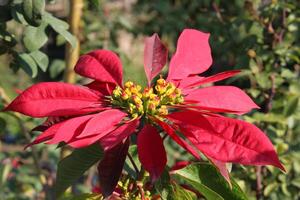 Poinsettia or Euphorbia pulcherrima plant and flower photo