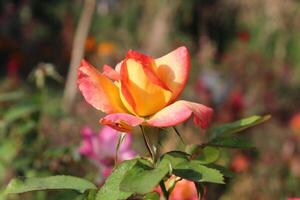 Rose flowers of Summer garden photo