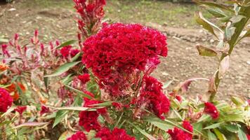 celosia cristata, Crested 's comb or Amaranth photo