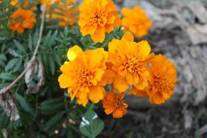 Marigold or Tagetes erecta yellow flowers photo