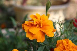 Marigold or Tagetes erecta yellow flowers photo