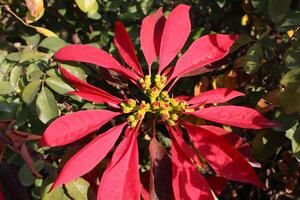 Poinsettia or Euphorbia pulcherrima plant and flower photo
