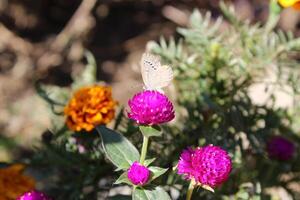 Globe amaranth or Gomphrena globosa photo
