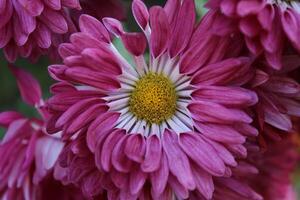 Chrysanthemum, Spoon Mums or chrysanths photo