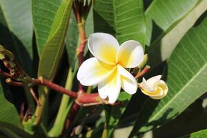 Plumeria or Frangipani white flower photo