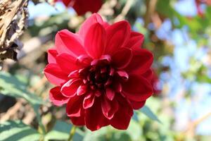 The Beautiful Dahlia Pinnata flowers photo
