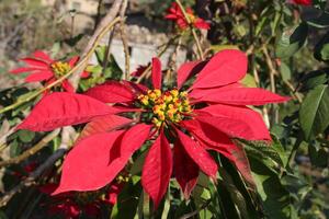 Poinsettia or Euphorbia pulcherrima plant and flower photo