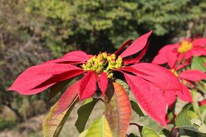 Poinsettia or Euphorbia pulcherrima plant and flower photo