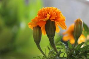 Marigold or Tagetes erecta yellow flowers photo