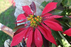Poinsettia or Euphorbia pulcherrima plant and flower photo