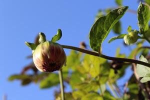 The Beautiful Dahlia Pinnata flowers photo