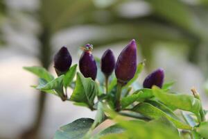 Purple Chilli or Peppers in a garden photo