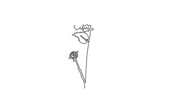 Self drawing animation of single line draw beauty fresh lantana home decor wall art poster print. Decorative shrub verbena flower for greeting card ornament. Continuous line draw. Full length animated video