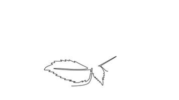 Self drawing animation of single line draw beauty fresh lantana for home wall decor art poster print. Decorative shrub verbena flower concept for invitation card. Continuous line. Full length animated video