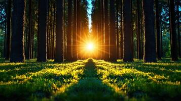 A serene forest scene with sunlight streaming through tall trees, illuminating the ground. photo