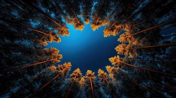 Looking up at tall trees framing a clear blue sky, illuminated by warm golden sunlight. photo
