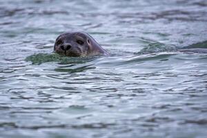 watching a near seal in the Hamiltonbukta on Spitsbergen on Svalbard, Norway photo