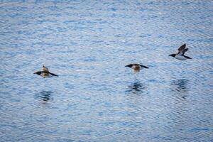 flying Bird watching at the wonderul Alkefjellet between Spitsbergen and Nordaustlandet on Svalbard photo