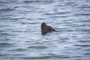 watching a grey seal in the Hamiltonbukta on Spitsbergen on Svalbard, Norway photo