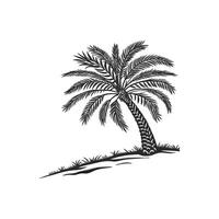 A palm tree is shown in a black and white drawing vector